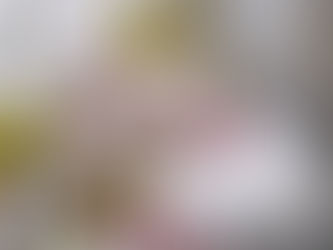 八重紅虎の尾が咲き始めました♪