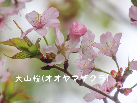 オオヤマザクラ