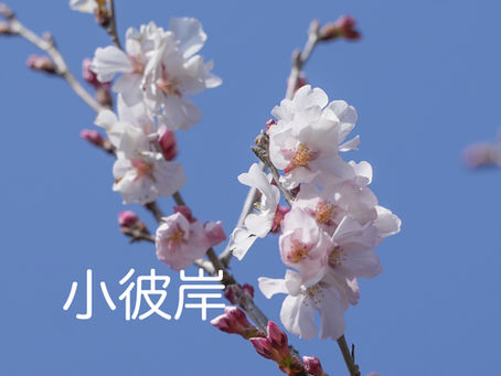 小彼岸が咲き始めました♪