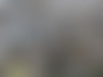 【速報】衣通姫に似るが満開です♪