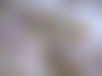 普賢象が咲き始めました♪