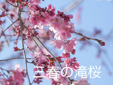 三春の滝桜が咲き始めました♪