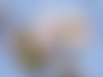 小金井薄紅桜が咲いて来ました♪