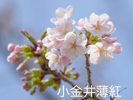 小金井薄紅桜が咲いて来ました♪