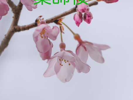 薬師桜が咲き始めました♪