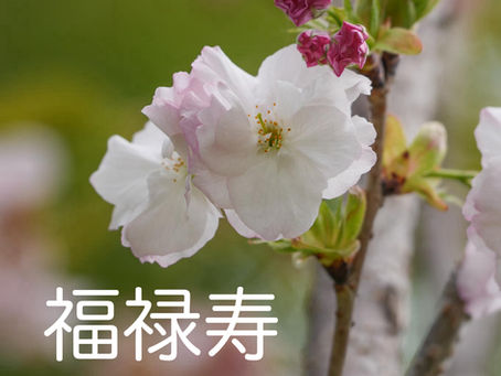 福禄寿が咲き始めました♪