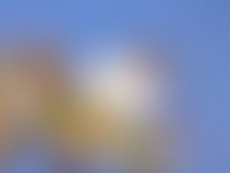 寒咲大島が咲き始めました♪