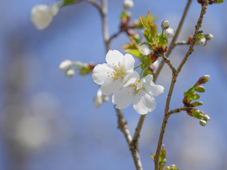 長柄の豆桜が咲き始めました♪