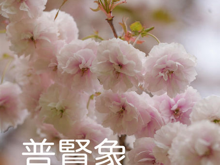 普賢象が満開です♪