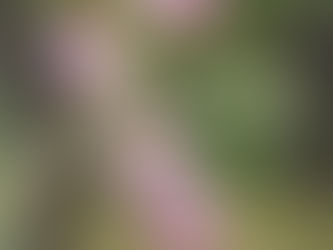 三春の滝桜が咲き始めています♪