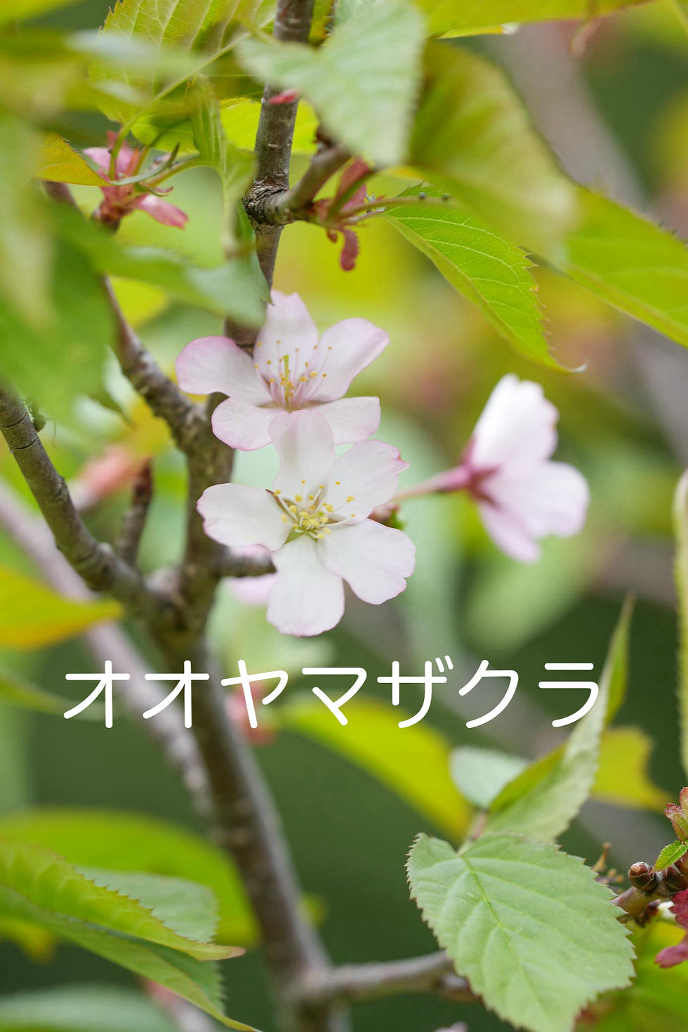 オオヤマザクラのご紹介♪