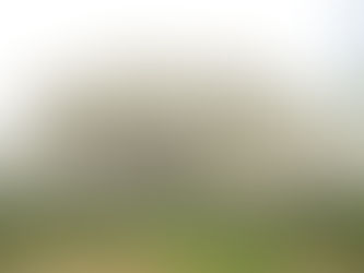 【速報】大島桜が満開です♪