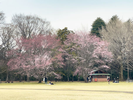 お花見情報♪