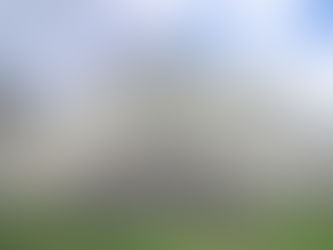 オオシマザクラが満開です♪