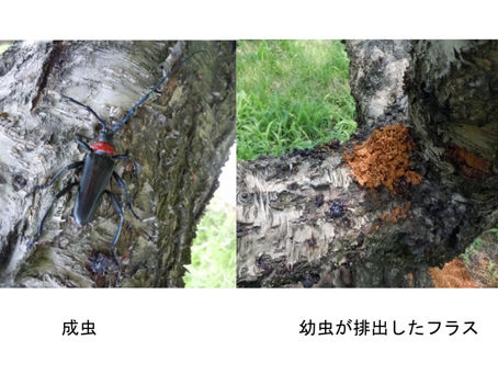 クビアカツヤカミキリの調査をします
