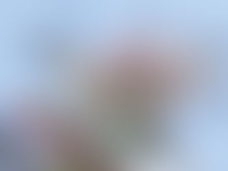 有明が咲き始めました♪