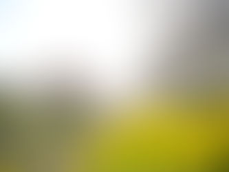 今日の公園の様子