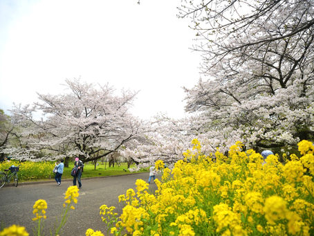 今日の公園の様子