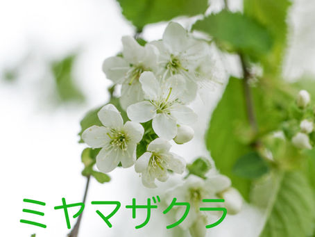 ミヤマザクラが咲き始めました♪
