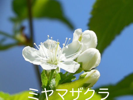 大トリのミヤマザクラが咲き始めました♪