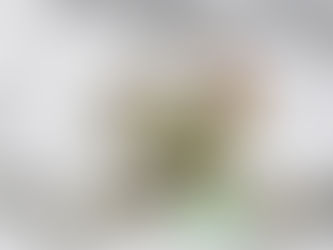 駒繋(こまつなぎ)が咲きはじめました♪