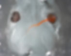 Retinal axon projection