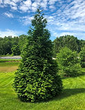 arborvitae_green_giant_2.jpg