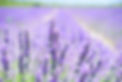 lavender-1595581_1920.jpg
