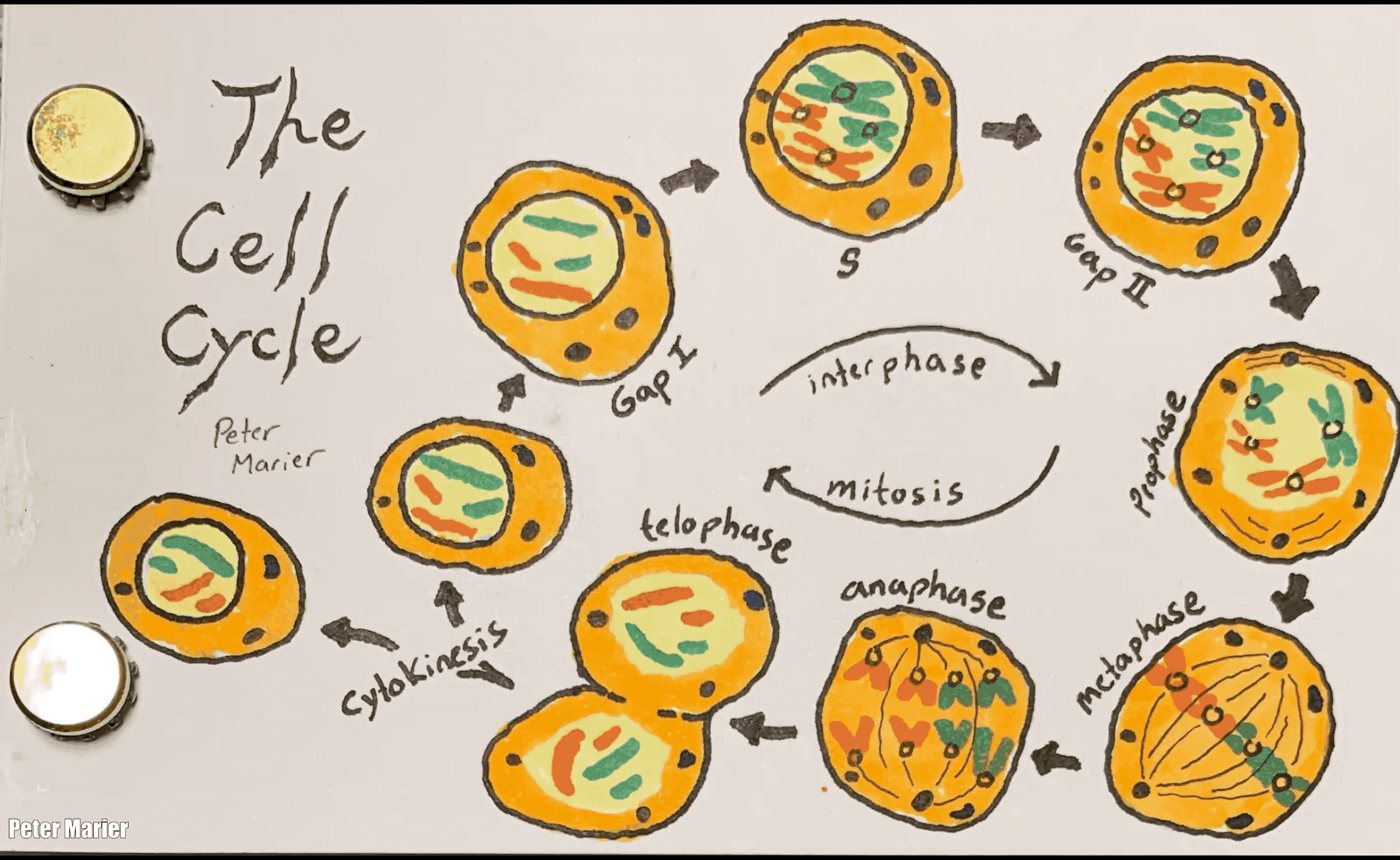 1.6 Mitosis flipbook