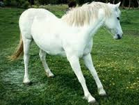 Horse displaying the "saw-horse" stance typical of founder