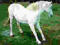 Horse displaying the "saw-horse" stance typical of founder