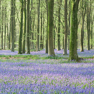 Oliver Stainer Photography, Bentley Wood, Salisbury, Wiltshire, England, Beech Tree Grove