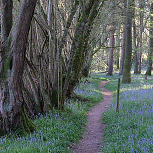 Oliver Stainer Photography, Bentley Wood, Salisbury, Wiltshire, England, Spring Path