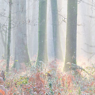 Oliver Stainer Photography, Bentley Wood, Salisbury, Wiltshire, England, Winter Sunshine