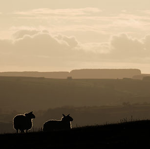 Oliver Stainer Photography, Brecon Beacons Mountain Visitors Centre, Brecon Beacon National Park, Wales, Sunset Grazing