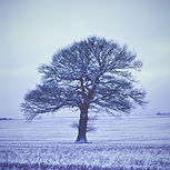 Winter Tree
