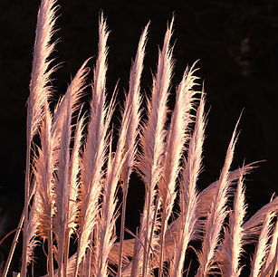 Oliver Stainer Photography, Lepe Country Park, Lepe Beach, Hampshire, England, Winter Reeds