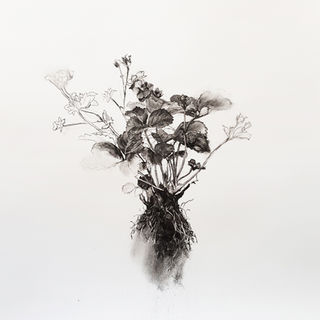 charcoal drawing contemporary very large flower strawberry