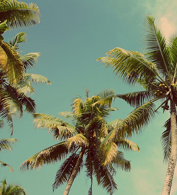 Palm Trees