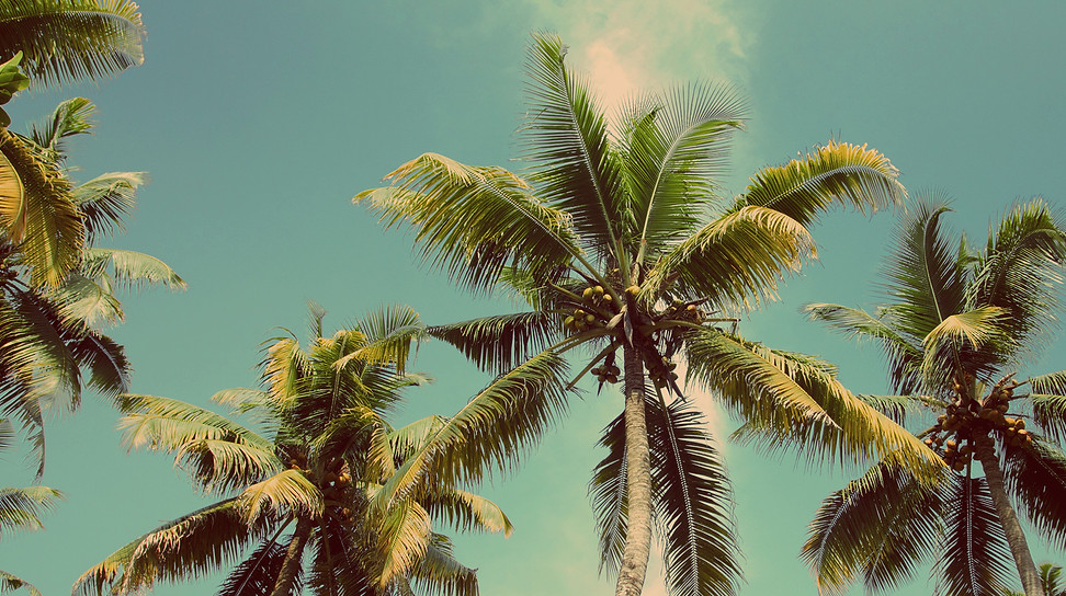 Palm Trees