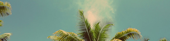 Palm Trees