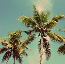 Palm Trees