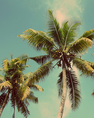 Palm Trees