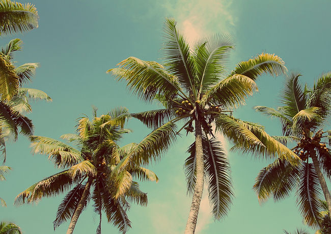 Palm Trees