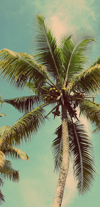 Palm Trees