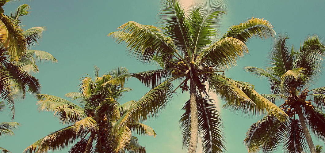 Palm Trees