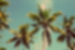 Palmen