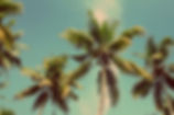Palm Trees