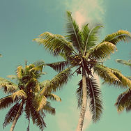 Palm trees