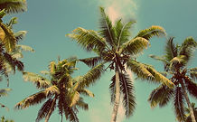 Palm Trees